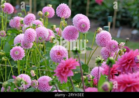 Using A Pink Flower Soft pink pompom dahlias bloom in a lush flower bed, with layered ...