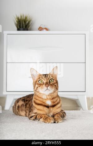 Charming red cat lies on the floor in the room. Stock Photo