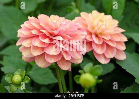 Salmon pink waterlily Dahlia Milena Fleur in flower. Stock Photo