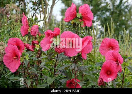 Red Hibiscus moscheutos, or Swamp Rose Mallow, ‘Tangri’ in flower Stock Photo
