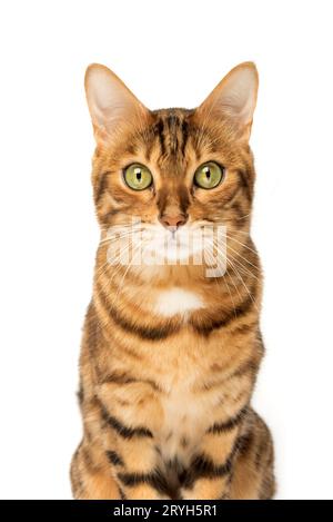 Studio shooting of Bengal cats, white background Stock Photo