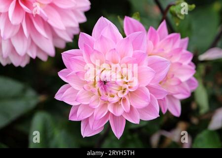 Pale pink decorative Dahlia Melody Harmony in flower. Stock Photo