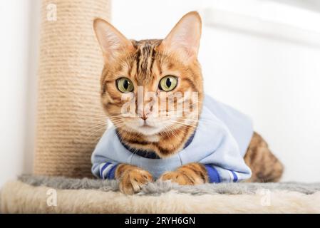 Bengal cat in clothes lies on a scratching post. Stock Photo