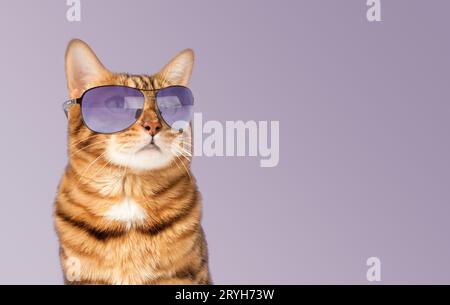 Close portrait of a bengal cat in sunglasses. Studio photo. Stock Photo