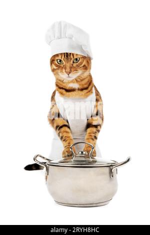 Portrait of a cook's cat with a saucepan on a white background. Stock Photo