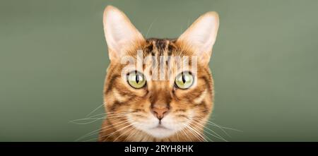 Muzzle of a Bengal cat with green eyes close-up on a green background. Stock Photo