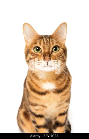 Studio shooting of Bengal cats, white background Stock Photo