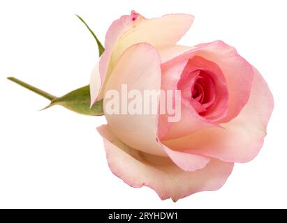 Pink rose flower isolated on white background Stock Photo