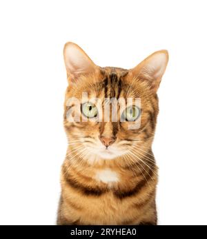 Studio shooting of Bengal cats, white background Stock Photo