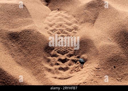The beetle skorobey (Scarabaeus sacer) in the Namib desert, Sossusvlei, Namibia, digging itself into a red sanddune Stock Photo