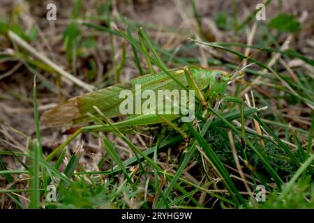 Grasshopper hidden in the grass on a sunny autumn day Stock Photo