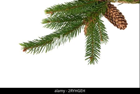 pine branch Stock Photo