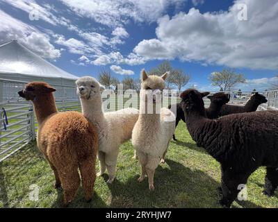 Christchurch, New Zealand. 30th Sep, 2023. Alpacas are seen at the New Zealand National Alpaca Show 2023 in Christchurch, New Zealand, Sept. 30, 2023. Credit: Walter/Xinhua/Alamy Live News Stock Photo