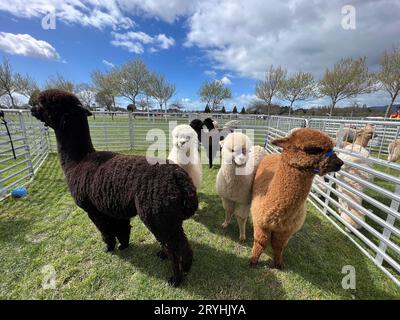 Christchurch, New Zealand. 30th Sep, 2023. Alpacas are seen at the New Zealand National Alpaca Show 2023 in Christchurch, New Zealand, Sept. 30, 2023. Credit: Walter/Xinhua/Alamy Live News Stock Photo