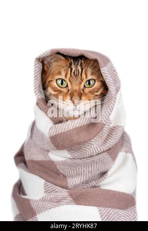 Portrait of a Bengal cat wrapped in a checkered scarf Stock Photo
