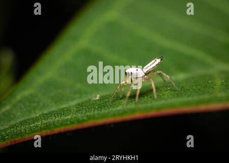 Small White Jumping Spider on green frangipani leaf under macro photography Stock Photo