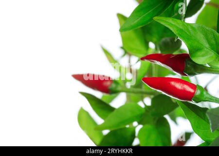 Red pepper plant with green leaves on a white background Stock Photo