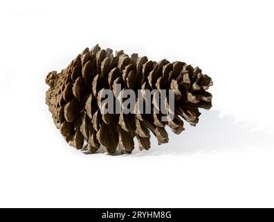 Pine cone isolated on white background Stock Photo