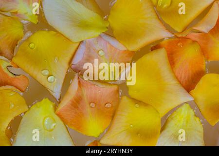 Top view closeup of colorful rose petals floating on water in the bowl of aroma spa. Stock Photo