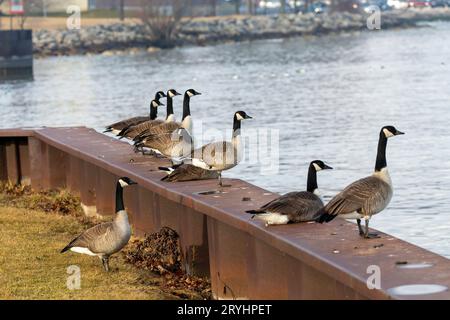 Small flock of Canada geese on the shore of Lake Michigan Stock Photo