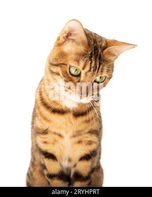 Studio shooting of Bengal cats, white background Stock Photo