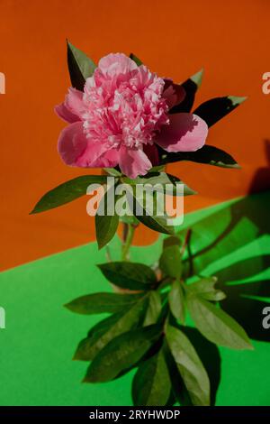 Beautiful peony flower on pink color in transparent Glass of water on isometric creative background. Fresh cut flowers green lea Stock Photo