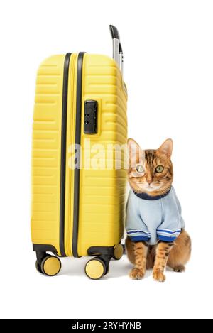 Bengal cat and yellow suitcase on a white background. Stock Photo