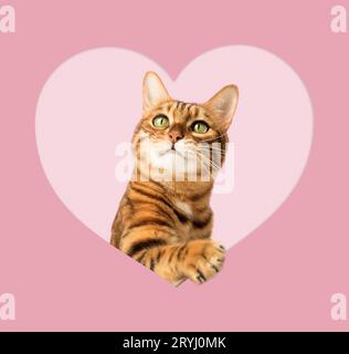Red cat peeks out of a hole in the shape of a heart on a pink background. Stock Photo