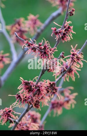 Hamamelis x intermedia Robert, witch hazel Robert,  slightly curled petals, warm red grading to orange Stock Photo