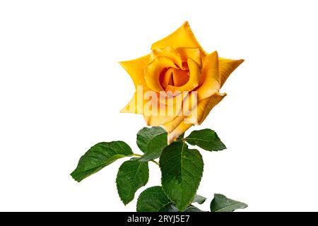 Single blooming yellow rose with green leaves on white background. Stock Photo