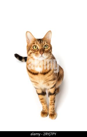 Bengal domestic cat in full length on a white background. Stock Photo