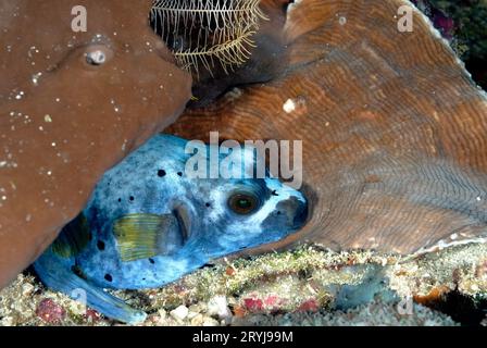 A picture of a puffer fish Stock Photo