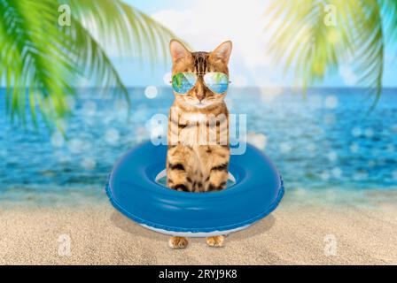 Summer cat in sunglasses on the background of the sea. Stock Photo