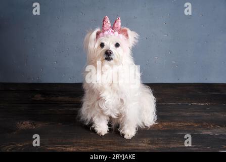Funny dog with bunny ears on the blue background. Easter concept Stock Photo
