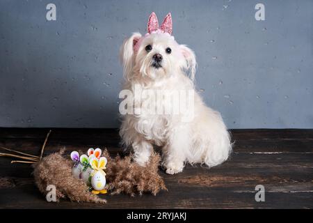 Funny dog with bunny ears on the blue background. Easter concept Stock Photo