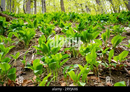 Wild garlic (Allium ursinum) green leaves in the beech forest. The plant is also known as ramsons, buckrams, broad-leaved garlic Stock Photo