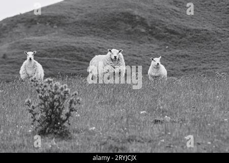 Three Ewe Sheep Stock Photo