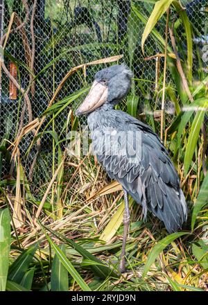 The magnificent Shoebill Stork (Balaeniceps rex) hails from the swamps of tropical Africa, known for its distinctive shoe-shaped bill. Stock Photo