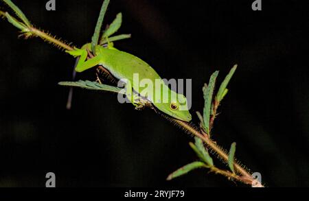Green tree anole (Anolis biporcatus) from Laguna Lagarto, Costa Rica. Stock Photo