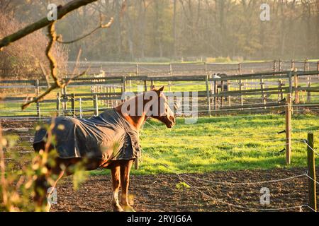 Closeup shot of a brown horse standing in the paddock at sunset Stock Photo