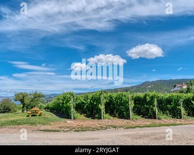 Rows of vineyards on mountain and blue cloudy sky background Stock Photo