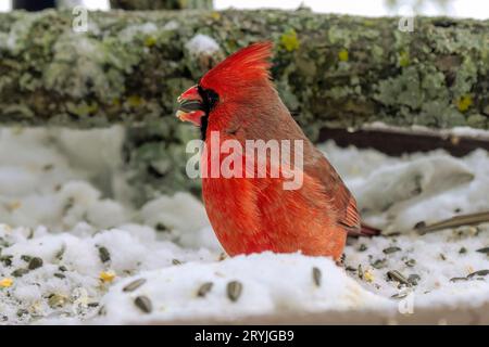 The northern cardinal (Cardinalis cardinalis) Stock Photo