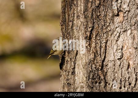 The ruby-crowned kinglet (Corthylio calendula) Stock Photo