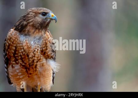 Red-Shouldered Hawk Sits Outdoors In Its Natural Environment Stock Photo