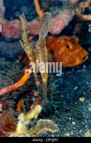 A picture of a ghost pipe fish Stock Photo