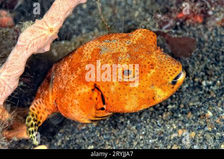 A picture of a puffer fish Stock Photo