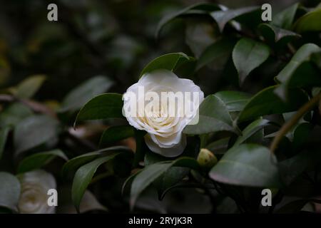 White camellia flowers in the garden close up, selective focus Stock Photo