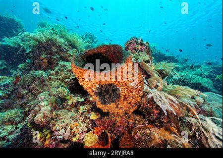 A picture of a big sponge Stock Photo