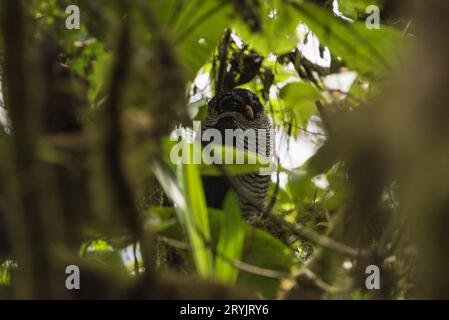 Perched Black and White Owl (Ciccaba nigrolineata) in Ecuador Stock Photo