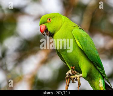 A Rose ringed parrot annoyed Stock Photo